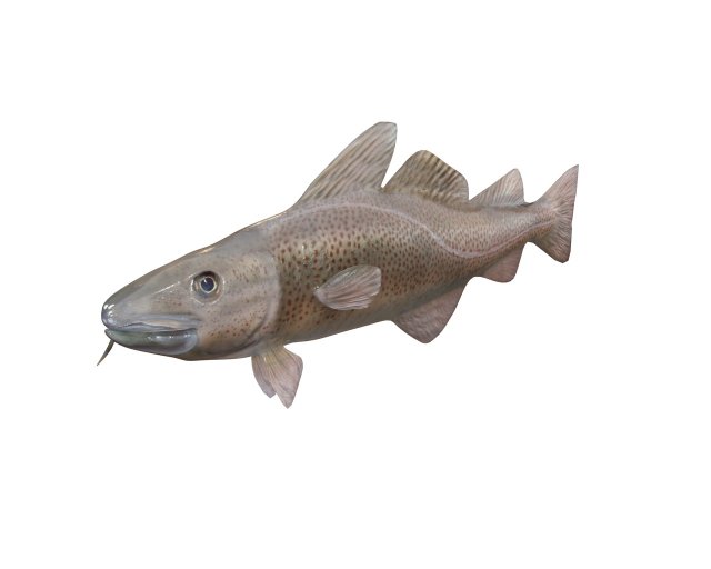 cod fish low poly 3D-Modell .c4d .max .obj .3ds .fbx .stl .blend 