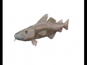 cod fish low poly 3D Model