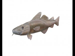 bacalhau baixo poli Modelo 3D