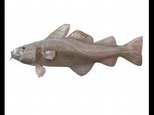 cod fish low poly 3D-Modell