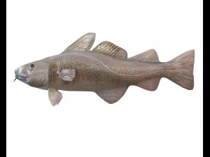 cod fish low poly 3D Model