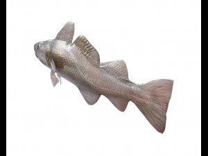 cod fish low poly 3D Model