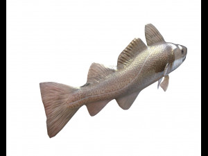 cod fish low poly 3D-Modell