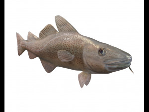 cod fish low poly 3D-Modell