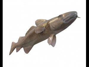 cod fish low poly 3D-Modell