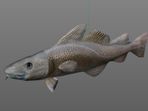 cod fish low poly 3D-Modell