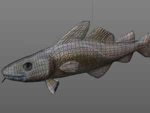 cod fish low poly 3D Model