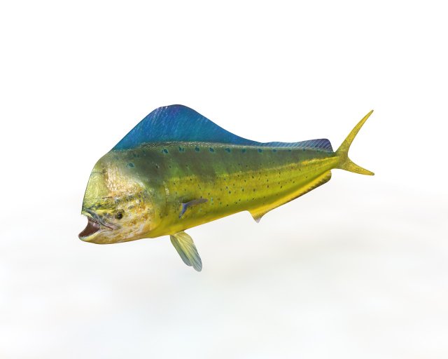 dorado mahi mahi fish low poly 3D Модель .c4d .max .obj .3ds .fbx .stl .blend 