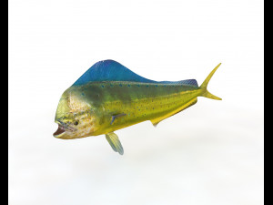dorado mahi mahi fish low poly 3D Модель