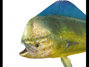 dorado mahi mahi fish low poly 3D Model
