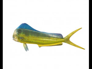dorado mahi mahi fish low poly 3D Model