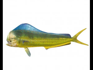 dorado mahi mahi fish low poly 3D Model