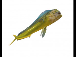 dorado mahi mahi fish low poly 3D Модель