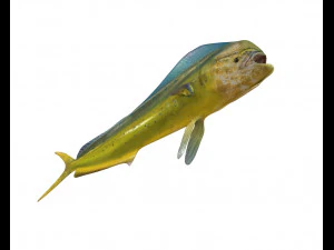dorado mahi mahi fish low poly 3D Model