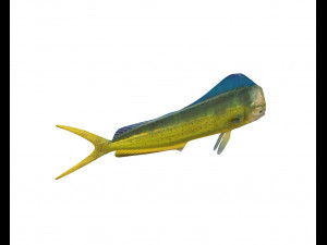 dorado mahi mahi fish low poly 3D Модель