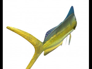 dorado mahi mahi fish low poly 3D Модель