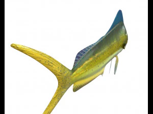 dorado mahi mahi fish low poly 3D Model