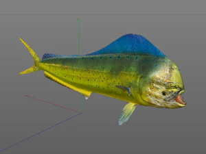 dorado mahi mahi fish low poly 3D Model