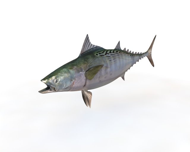 false albacore fish low poly Modelo 3D .c4d .max .obj .3ds .fbx .stl .blend 