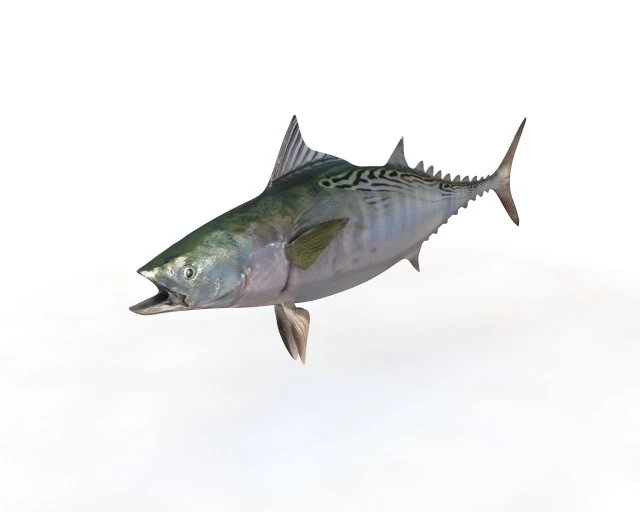 false albacore fish low poly 3D Model .c4d .max .obj .3ds .fbx .stl .blend 