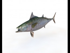 false albacore fish low poly 3D Model