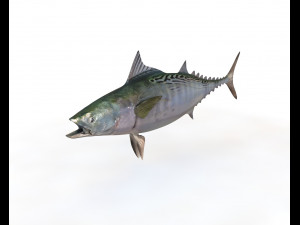 false albacore fish low poly 3D Модель