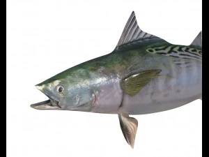 false albacore fish low poly 3D Model