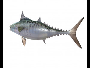 false albacore fish low poly Modelo 3D
