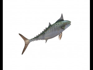false albacore fish low poly Modelo 3D
