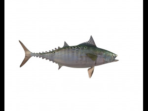 false albacore fish low poly Modelo 3D