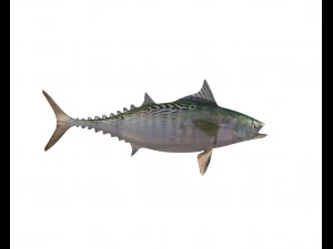 false albacore fish low poly 3D Model