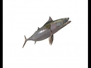 false albacore fish low poly Modelo 3D