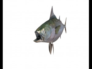 false albacore fish low poly Modelo 3D