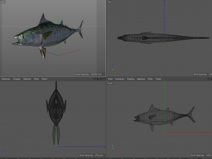 false albacore fish low poly Modelo 3D