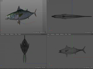 false albacore fish low poly 3D Model