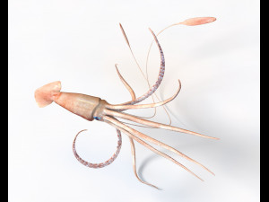 Giant Squid Rigged Low Poly Modello 3D