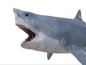 great white shark high poly 3D Model
