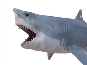 great white shark high poly 3D Model