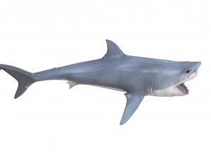 great white shark high poly 3D Model