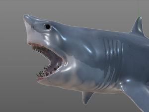 great white shark high poly 3D Model