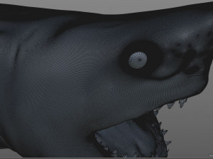 great white shark high poly 3D Model