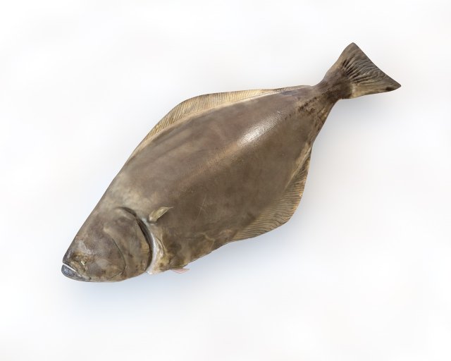 halibut flat fish low poly 3Dモデル .c4d .max .obj .3ds .fbx .stl .blend 