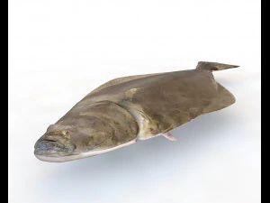 halibute peixe chato baixo poli Modelo 3D