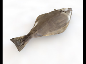 halibut flat fish low poly 3Dモデル