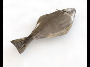 halibute peixe chato baixo poli Modelo 3D