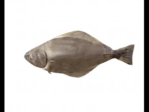 halibute peixe chato baixo poli Modelo 3D