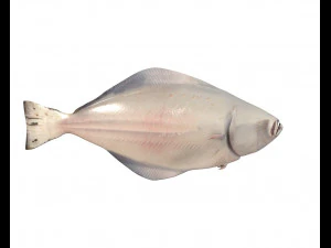 halibute peixe chato baixo poli Modelo 3D