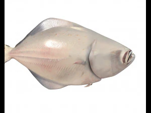 halibute peixe chato baixo poli Modelo 3D