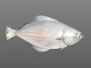 halibut flat fish low poly 3Dモデル