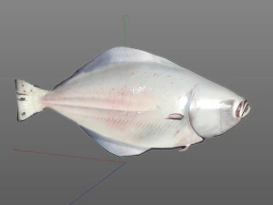 halibute peixe chato baixo poli Modelo 3D